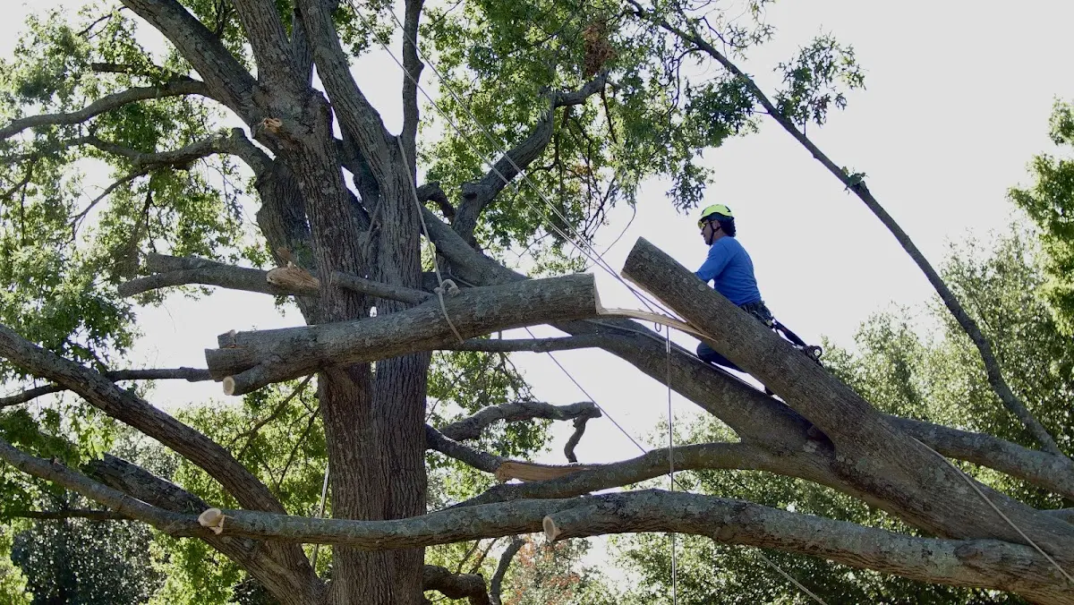 Professional Crown Thinning performed by certified arborists in Walnut