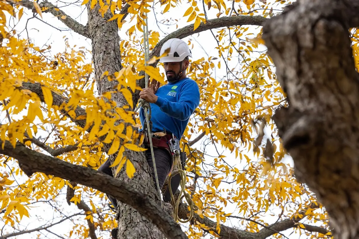 Skilled Tree Planting crew working in Walnut